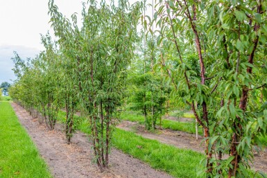 Prunus serrula cépée 200-250