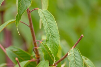Prunus serrula cépée 200-250