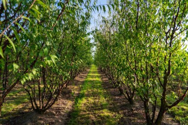 Prunus serrula cépée 200-250