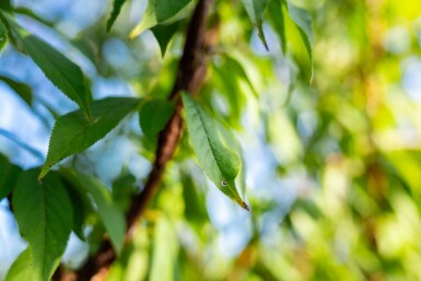 Prunus serrula cépée 200-250