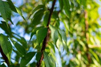Prunus serrula cépée 200-250