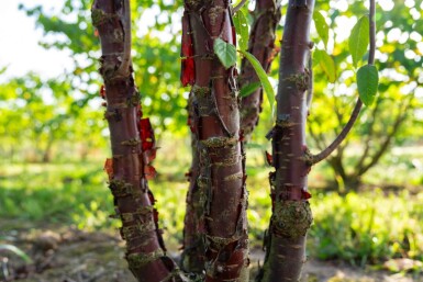 Prunus serrula cépée 200-250