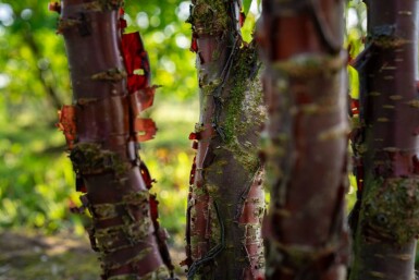 Prunus serrula cépée 200-250