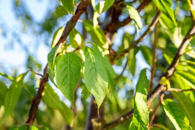 Prunus serrula cépée 200-250