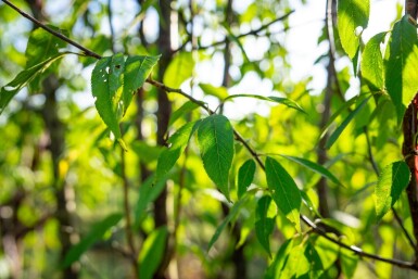 Prunus serrula cépée 200-250