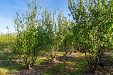 Prunus serrula cépée 200-250