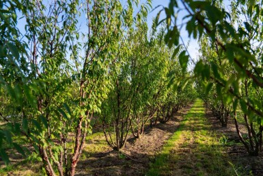 Prunus serrula cépée 200-250
