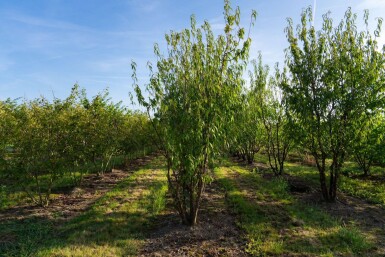 Prunus serrula cépée 200-250