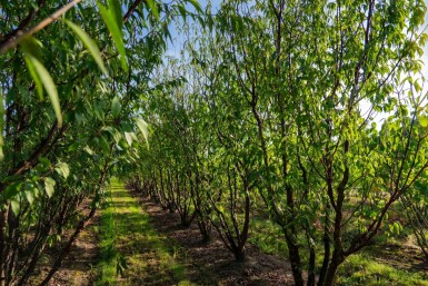 Prunus serrula cépée 200-250