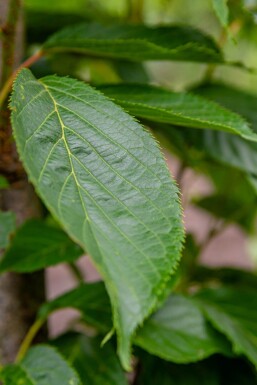 Prunus serrulata 'Amanogawa' haute-tige 10/12