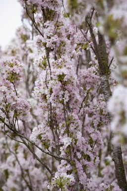 Prunus serrulata 'Amanogawa' haute-tige 10/12