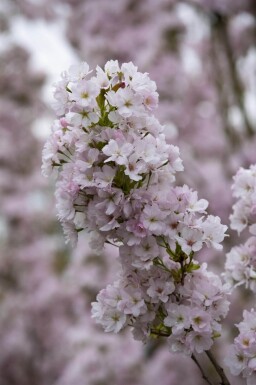 Prunus serrulata 'Amanogawa' haute-tige 10/12