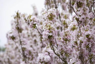 Prunus serrulata 'Amanogawa' baliveau 10/12