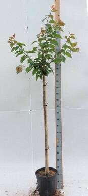 Prunus serrulata 'Kanzan' haute-tige 6/8 180cm tronc