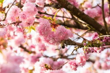 Prunus serrulata 'Kanzan' haute-tige 6/8 180cm tronc