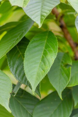 Prunus serrulata 'Kanzan' haute-tige 6/8 180cm tronc