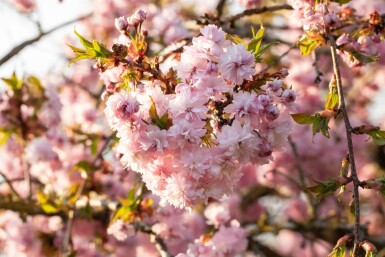 Prunus serrulata 'Kanzan' baliveau 18/20