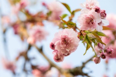 Prunus serrulata 'Kanzan' baliveau 18/20
