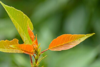 Prunus serrulata 'Kanzan' baliveau 18/20