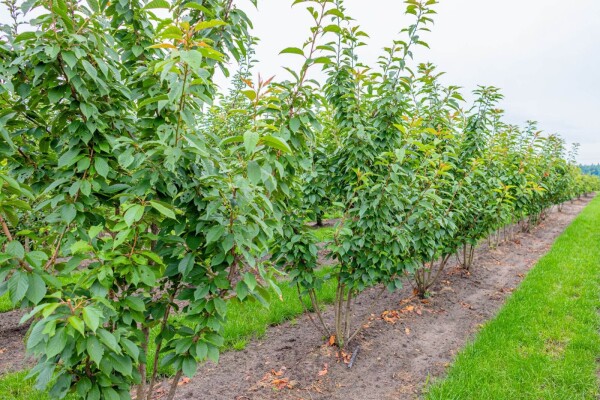 Prunus serrulata 'Kanzan' cépée