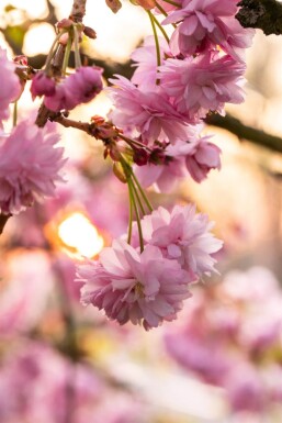 Prunus serrulata 'Kanzan' demi-tige 6/8 150cm tronc