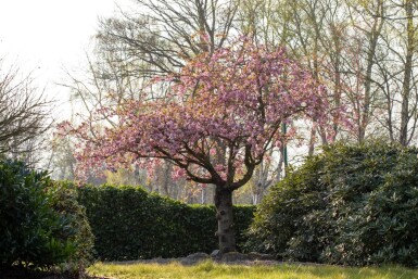 Prunus serrulata 'Kanzan' touffe 150-175