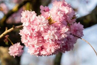 Prunus serrulata 'Kanzan' touffe 150-175