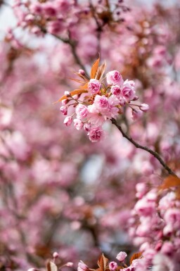 Prunus serrulata 'Kanzan' touffe 150-175