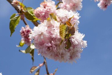 Prunus serrulata 'Kiku-shidare-zakura' haute-tige