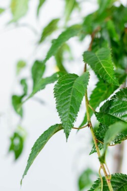 Prunus serrulata 'Kiku-shidare-zakura' port pleureur 120cm tronc