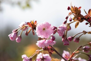 Prunus serrulata 'Kiku-shidare-zakura' port pleureur 120cm tronc
