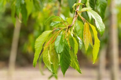 Prunus serrulata 'Kiku-shidare-zakura' port pleureur 120cm tronc