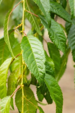 Prunus serrulata 'Kiku-shidare-zakura' port pleureur 120cm tronc
