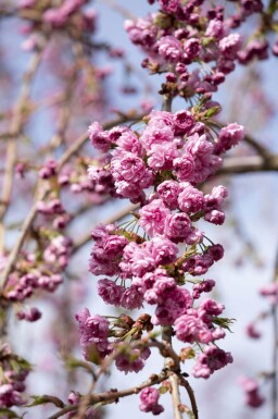 Prunus serrulata 'Kiku-shidare-zakura' port pleureur 120cm tronc