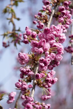 Prunus serrulata 'Kiku-shidare-zakura' port pleureur 120cm tronc