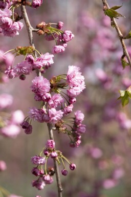 Prunus serrulata 'Kiku-shidare-zakura' port pleureur 120cm tronc