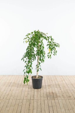 Prunus serrulata 'Kiku-shidare-zakura' demi-tige