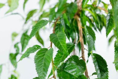 Prunus serrulata 'Kiku-shidare-zakura' demi-tige 120cm tronc