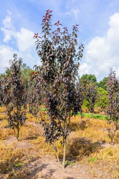 Prunus serrulata 'Royal Burgundy' cépée 200-250