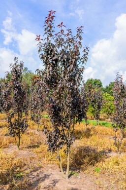Prunus serrulata 'Royal Burgundy' cépée 200-250