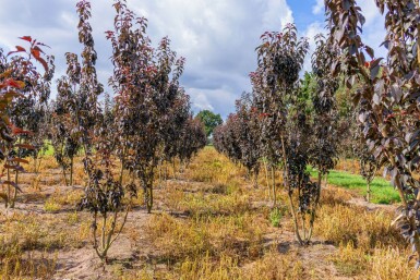 Prunus serrulata 'Royal Burgundy' cépée 200-250
