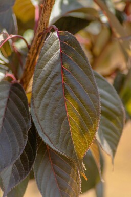 Prunus serrulata 'Royal Burgundy' cépée 200-250