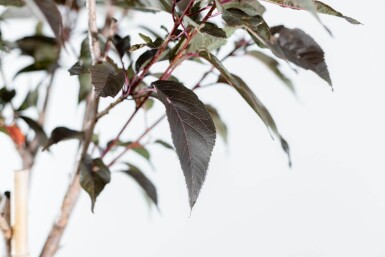 Prunus serrulata 'Royal Burgundy' cépée 200-250