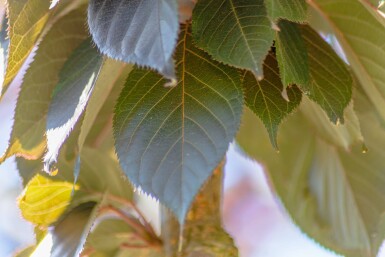 Prunus serrulata 'Royal Burgundy' cépée 200-250