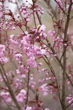 Prunus serrulata 'Royal Burgundy' cépée 200-250