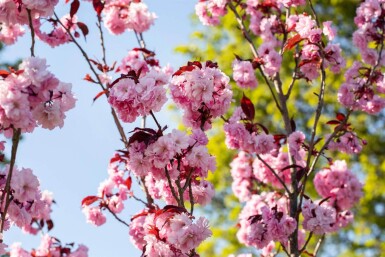 Prunus serrulata 'Royal Burgundy' cépée 200-250