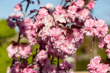 Prunus serrulata 'Royal Burgundy' cépée 200-250