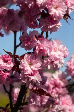 Prunus serrulata 'Royal Burgundy' cépée 200-250