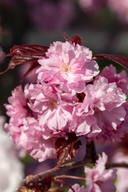 Prunus serrulata 'Royal Burgundy' cépée 200-250