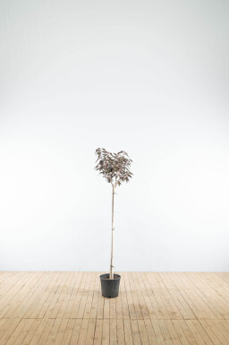 Prunus serrulata 'Royal Burgundy' demi-tige 120cm tronc